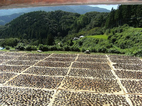 goishicha japán posztfermentált tea