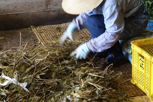 goishicha japán posztfermentált tea