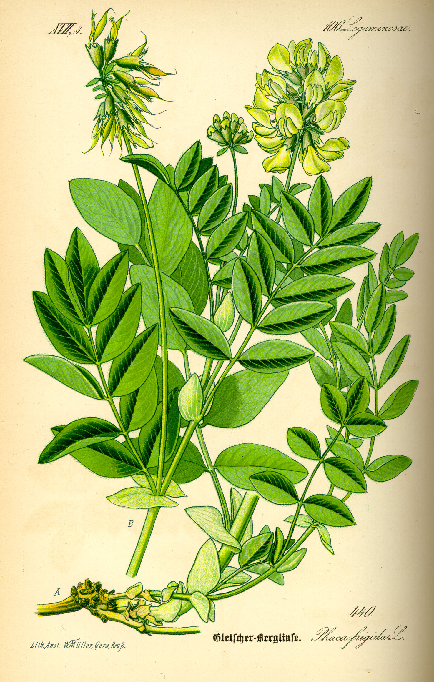 astragalus