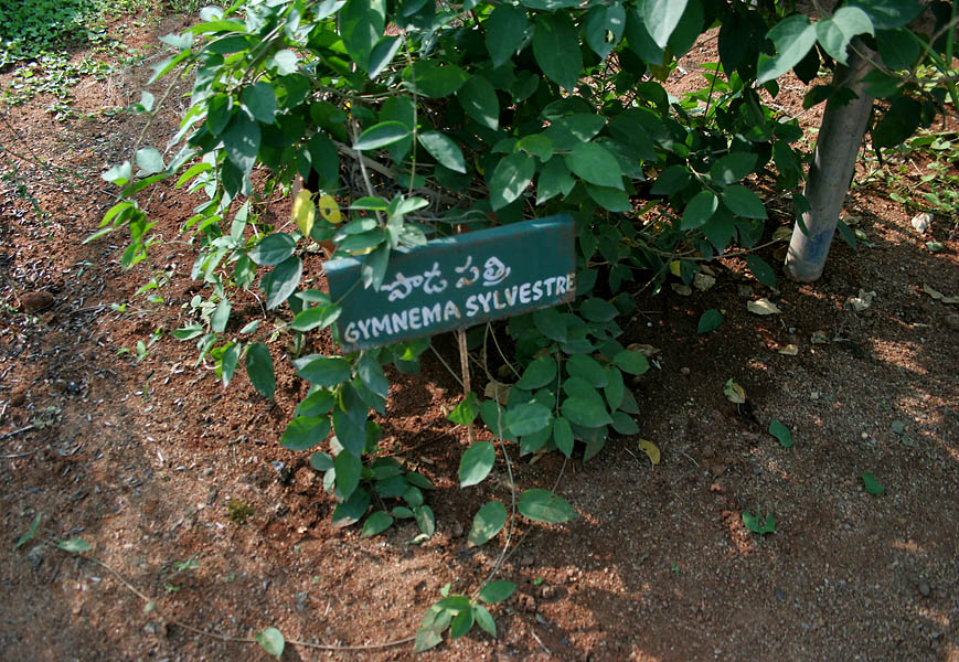 gymnema sylvestre tea levél