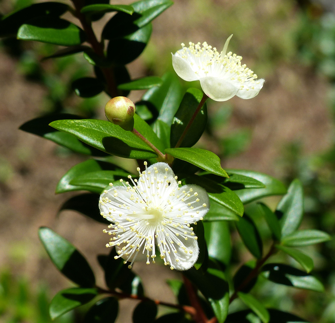 Myrtus communis L. 