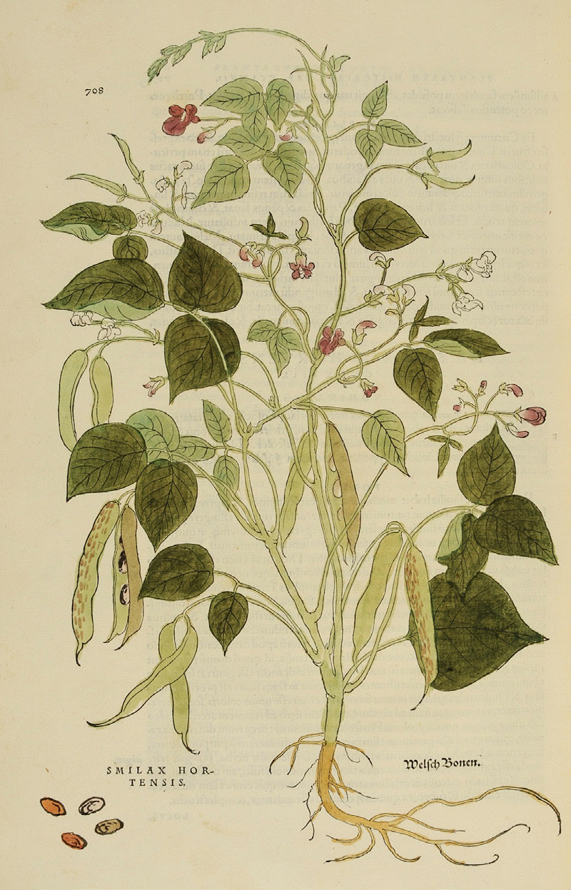 Phaseolus vulgaris L