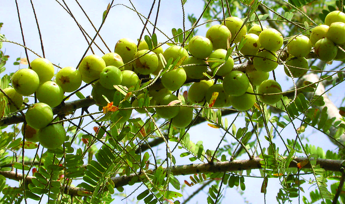 Phyllanthus emblica