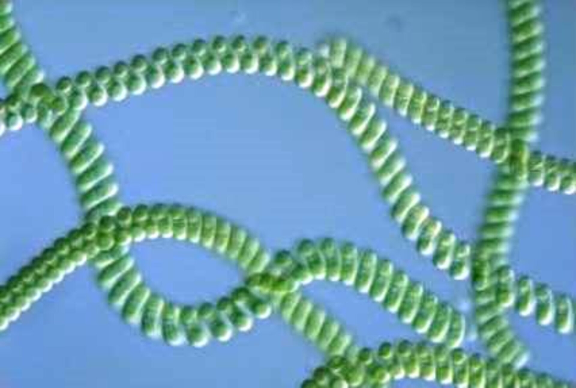 Az Európai Űrügynökség (ESA) spirulinája