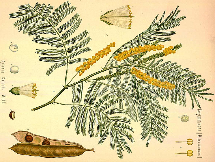 acacia catechu wild fekete akác