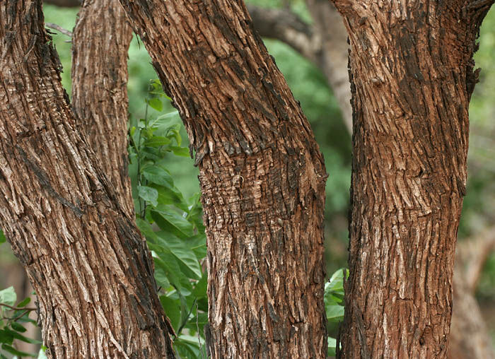 acacia catechu wild fekete akác