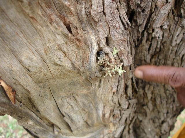 acacia catechu wild fekete akác