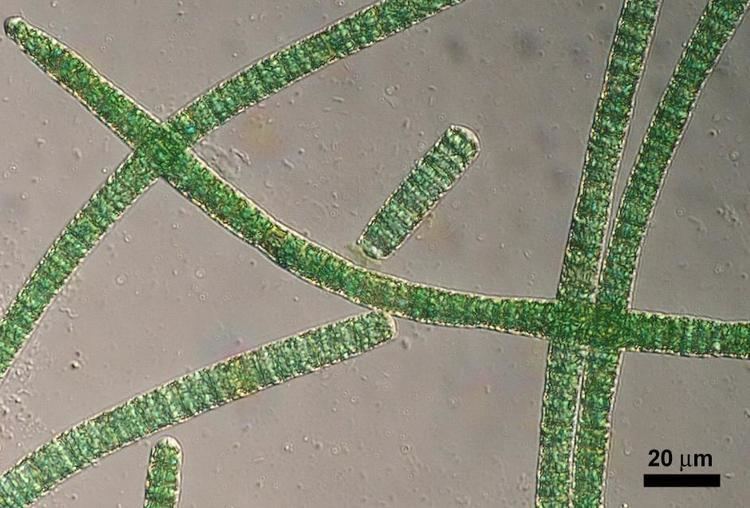 spirulina