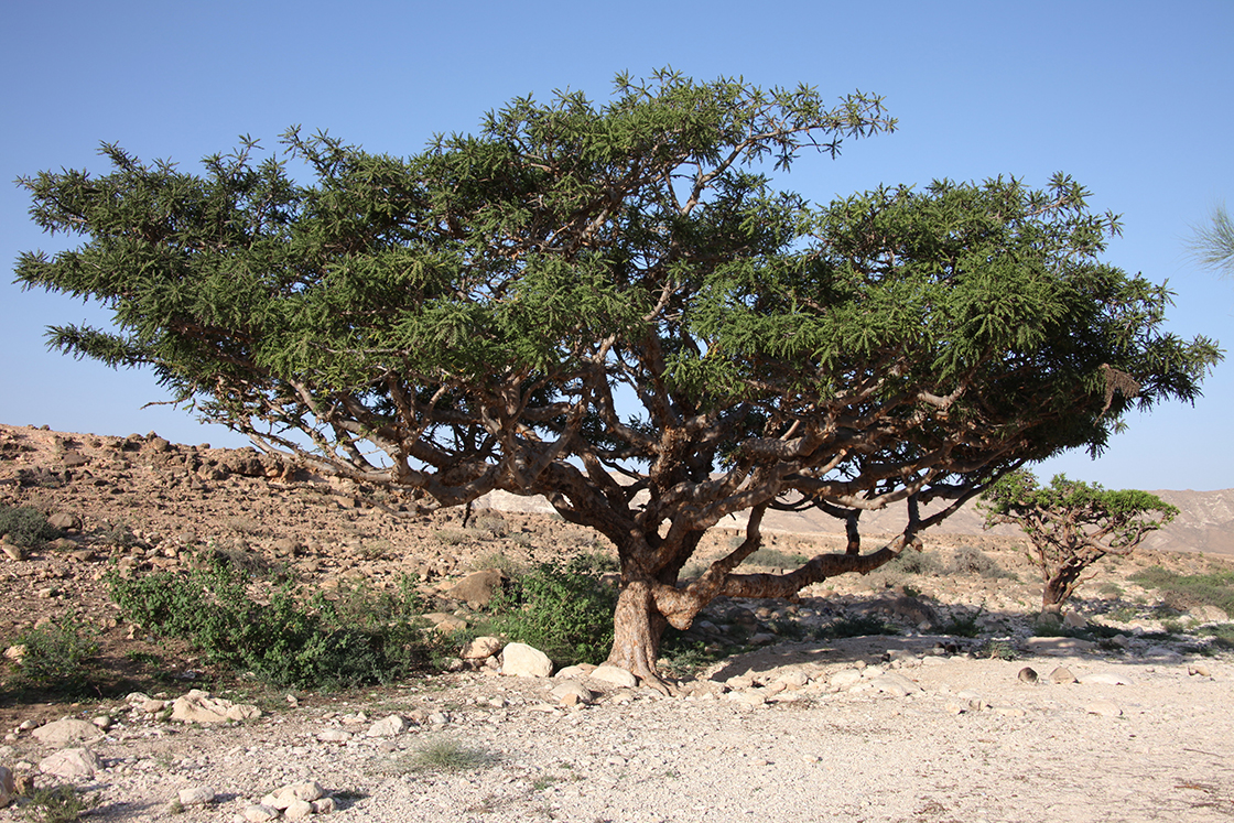boswelia sacra füstölőfa