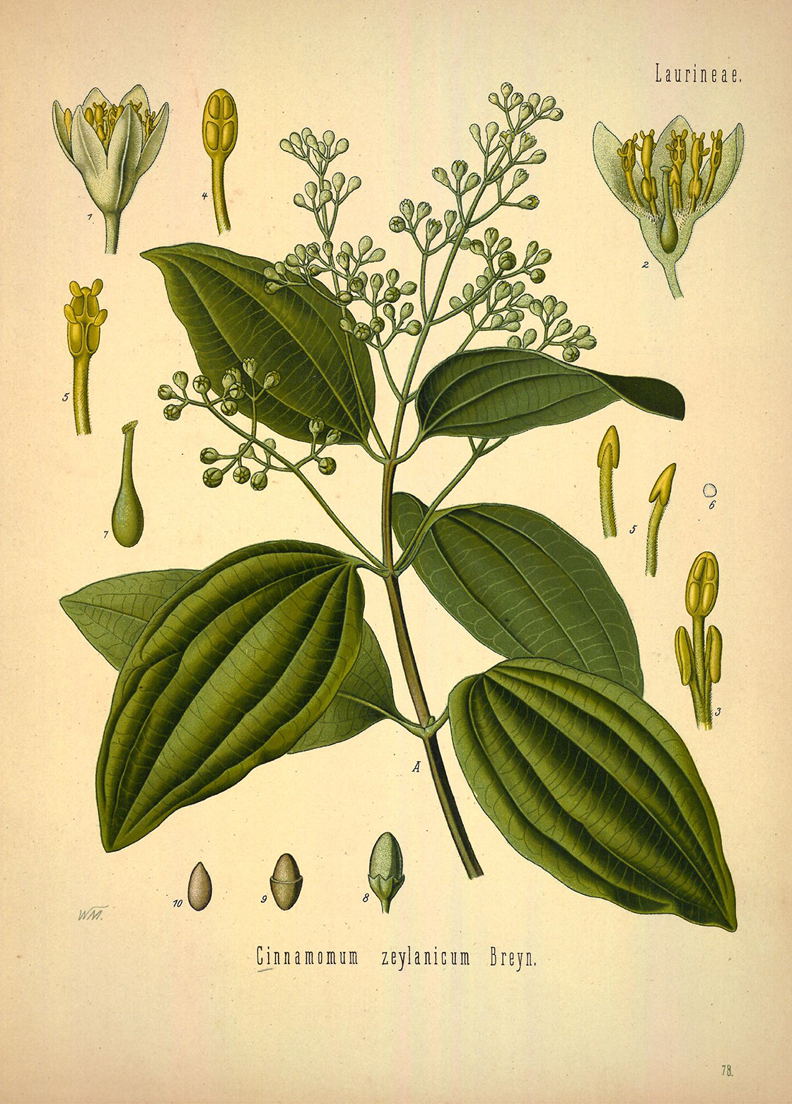 Cinnamomum verum