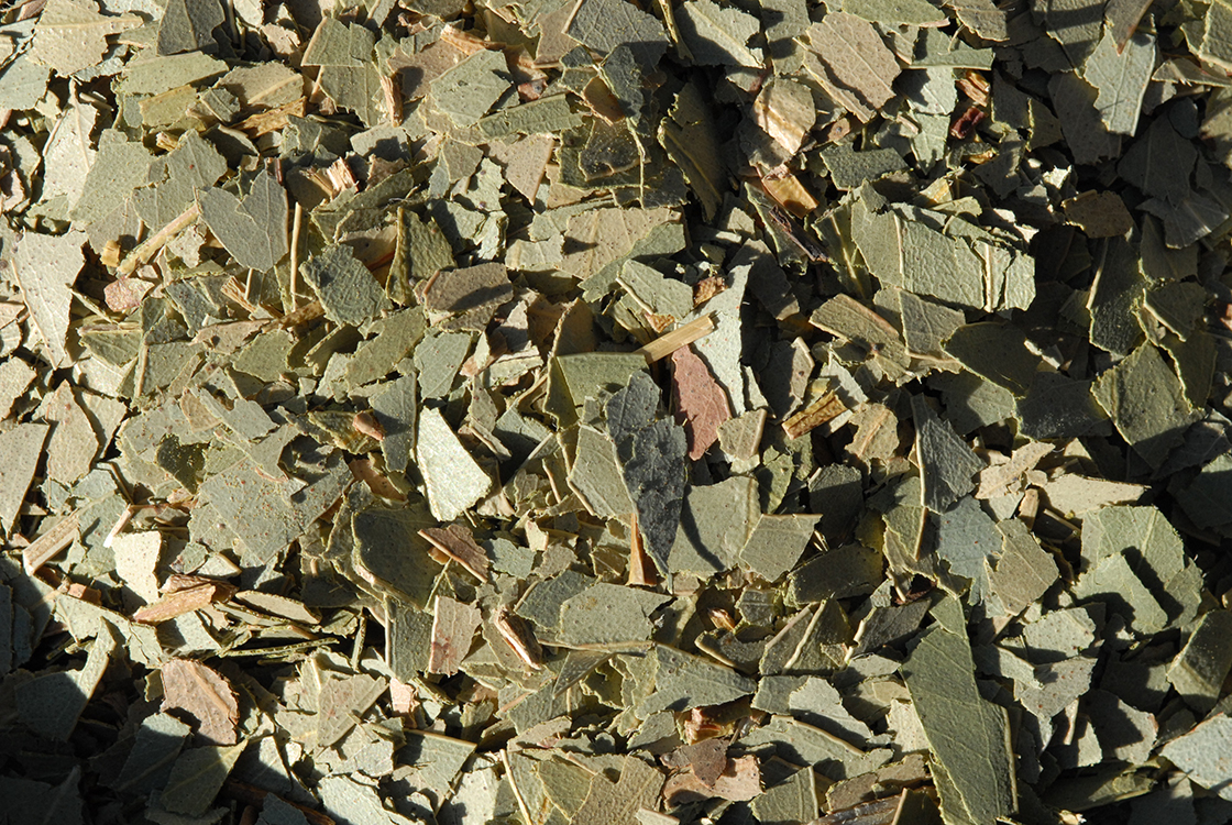 Eukaliptusz herbatea