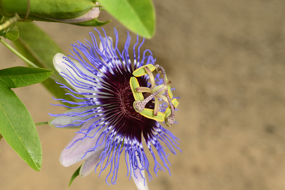 PASSIFLORA