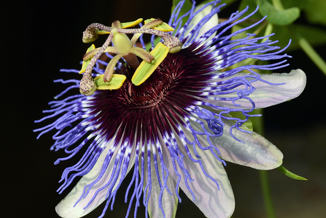 passiflora