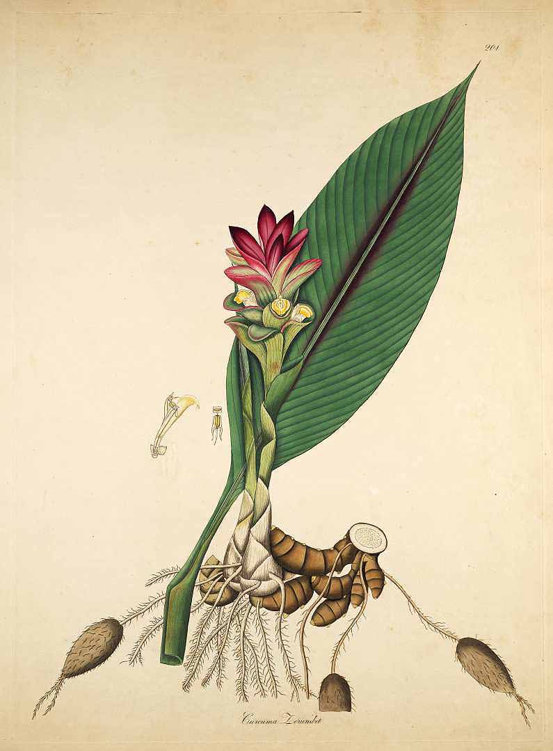 Curcuma domestica Valet. 