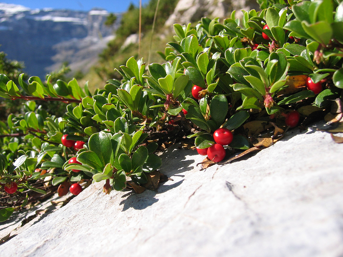 Medveszőlő herbatea Arctostaphylos uva ursi