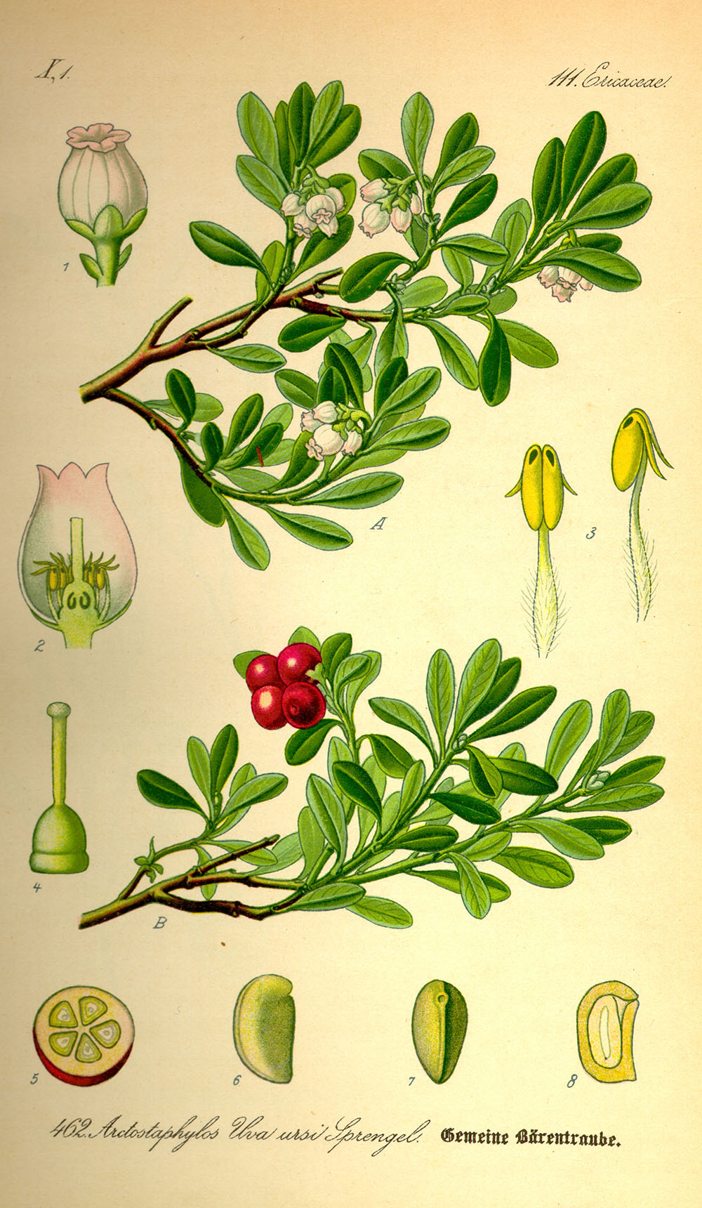 Medveszőlő herbatea Arctostaphylos uva ursi