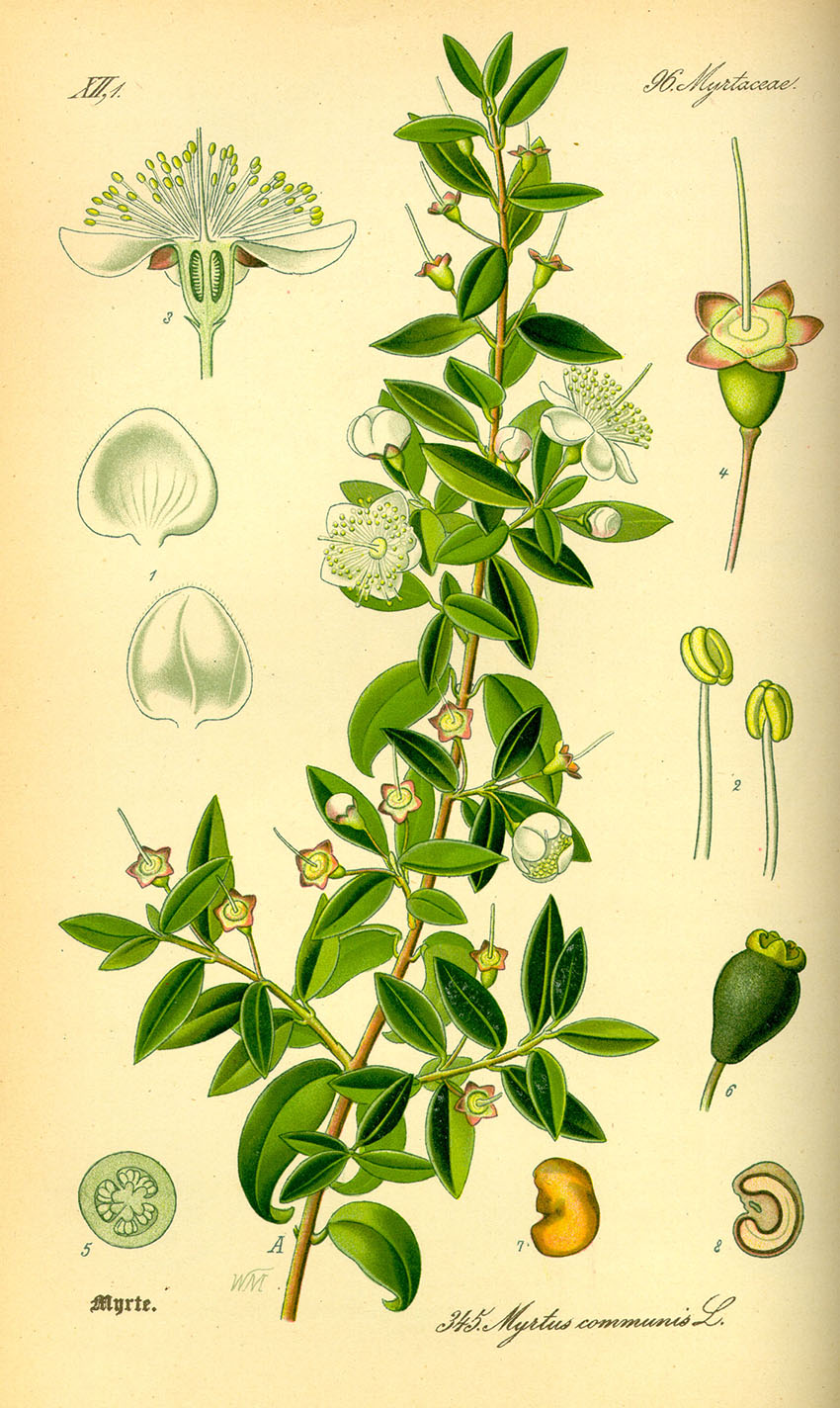 Myrtus communis L. 