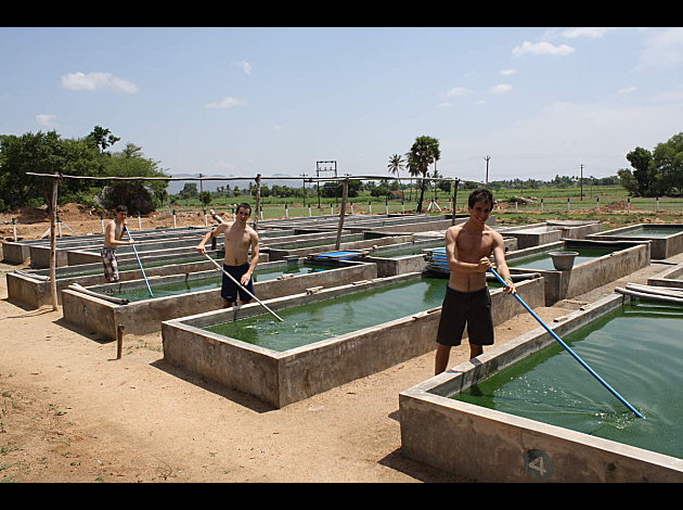 spirulina farm