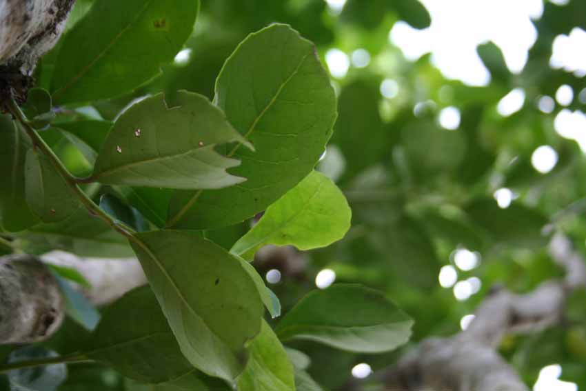 kraus BIO yerba mate tea