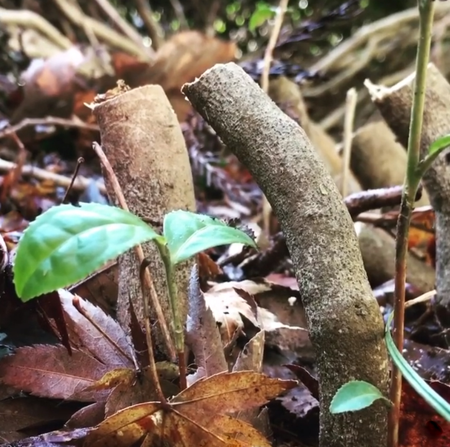 mandokoro bio bancha