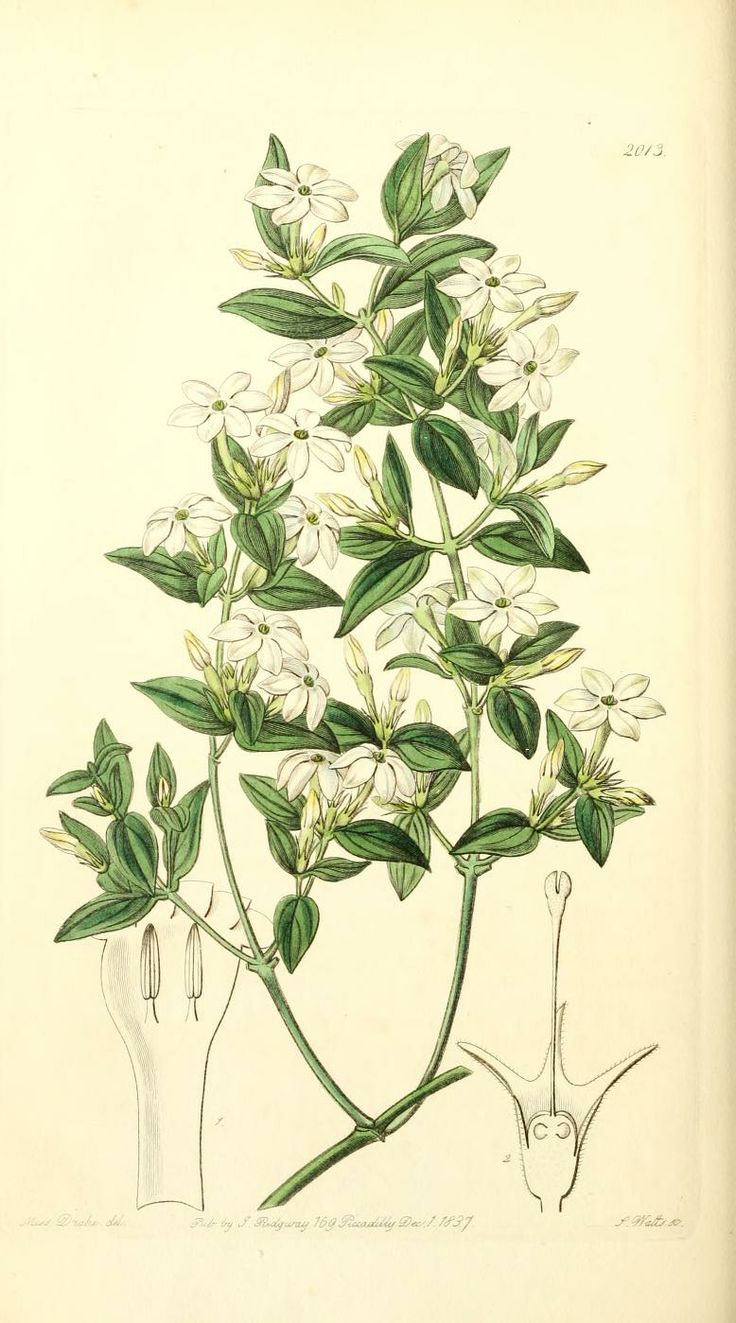 Jasminum officinale L.