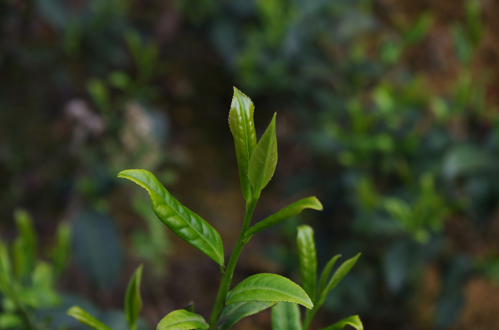 Jin Guan Yin   -  A Kegyelem Vas/Arany Istennője oolong tea