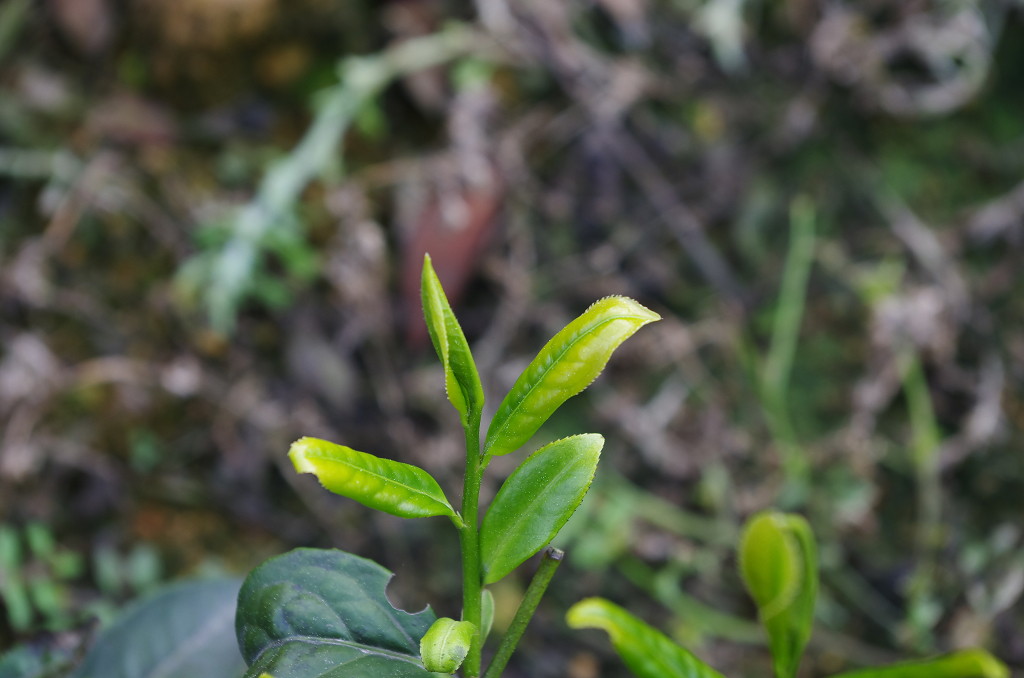 Jin Guan YIn oolong tea