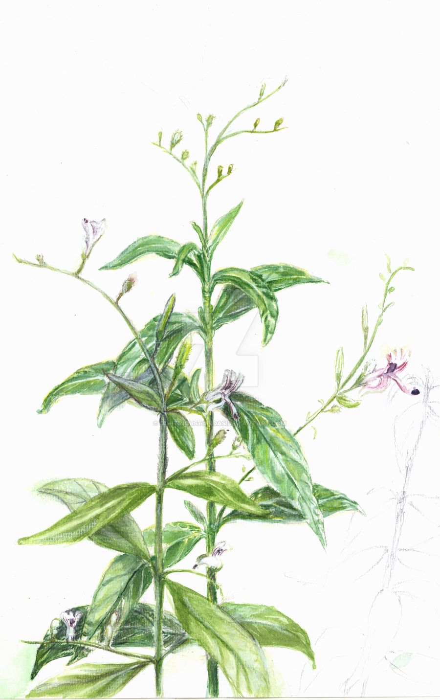 Andrographis paniculata