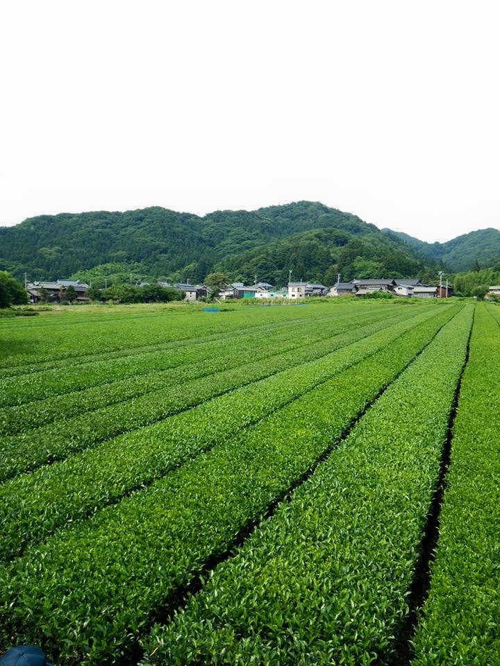 Murakamicha a legészakibb japán zöld tea