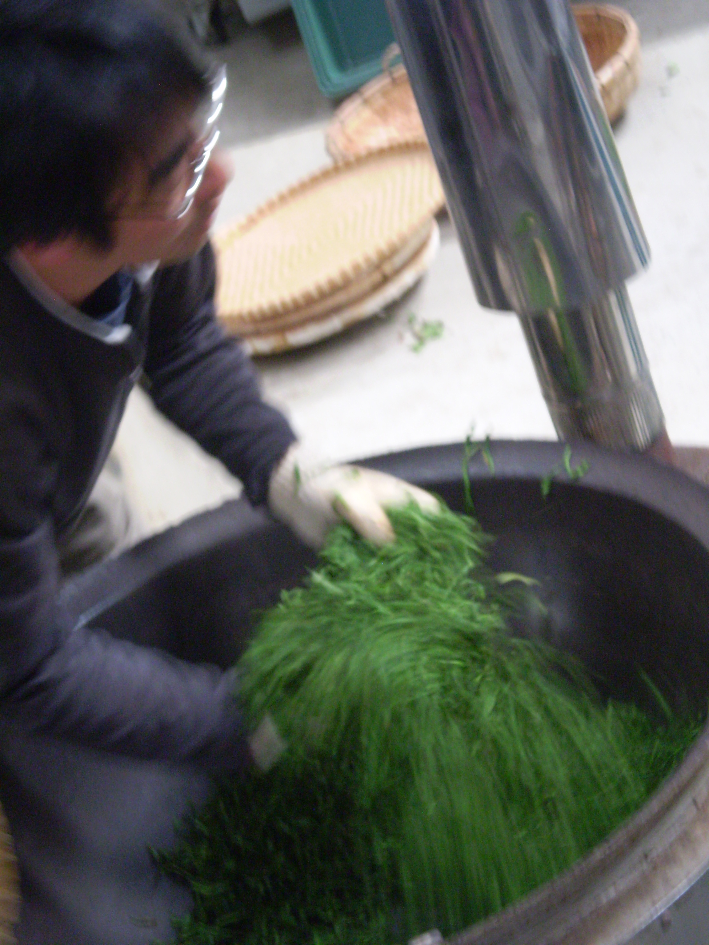 miyazaki sabo kamairi cha sütött japán zöld tea