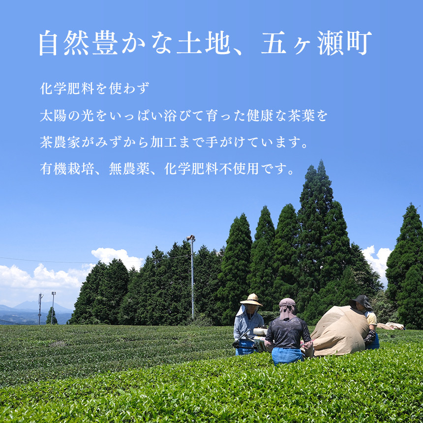 A farmer teája japán bancha