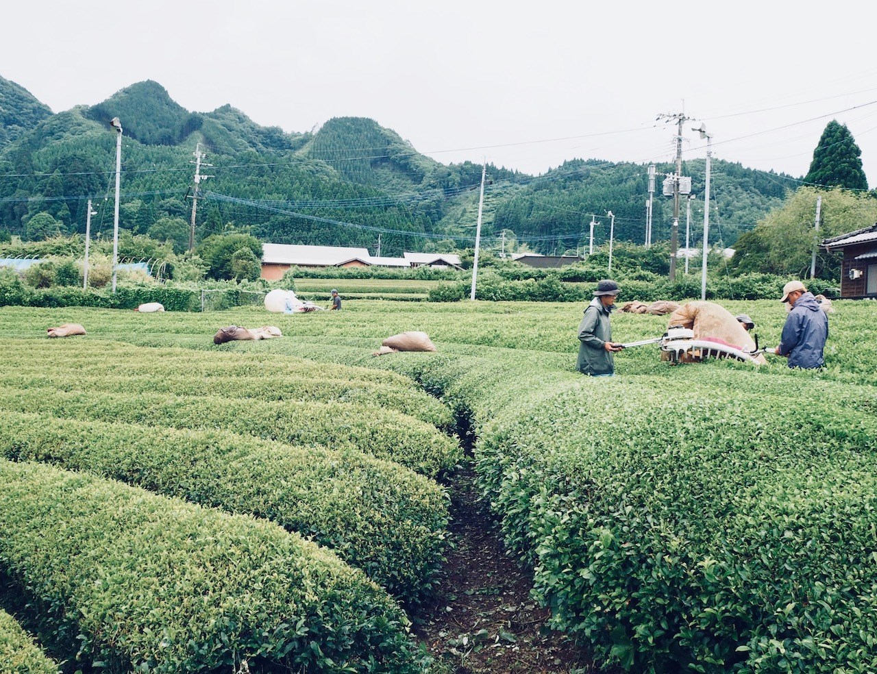 miyazaki sabou japán tea