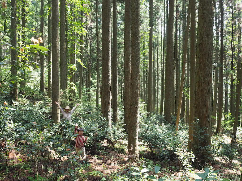 miyazaki sabou japán tea