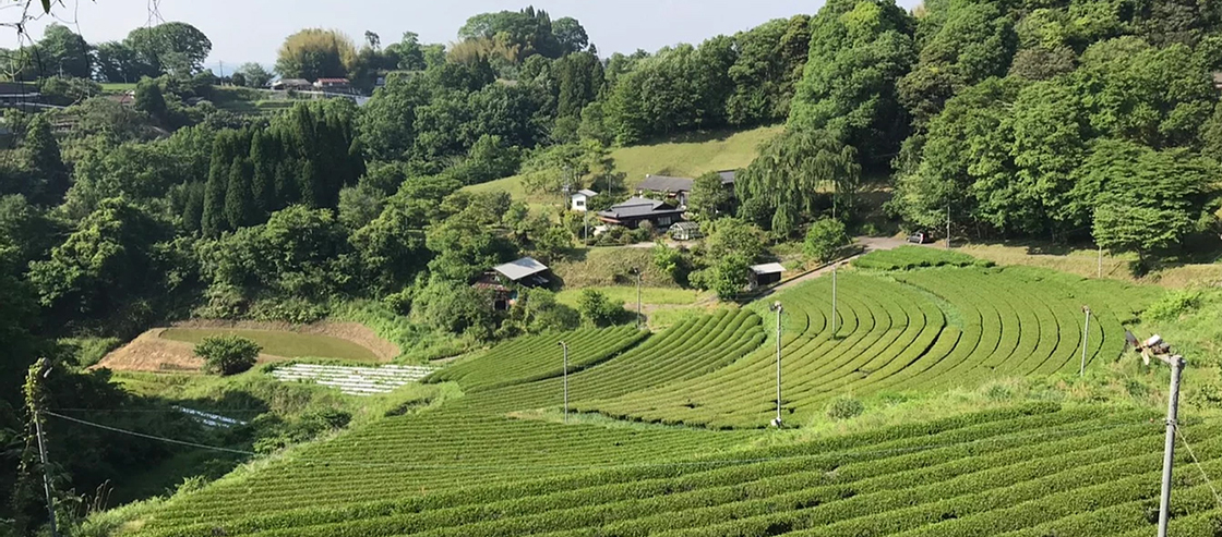 miyazaki organikus BIO kamairicha japán sütött zöld tea