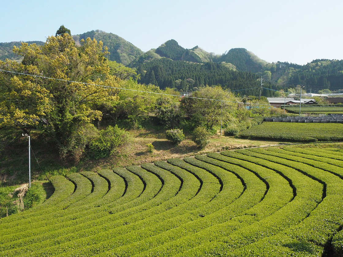 miyazaki kamairicha