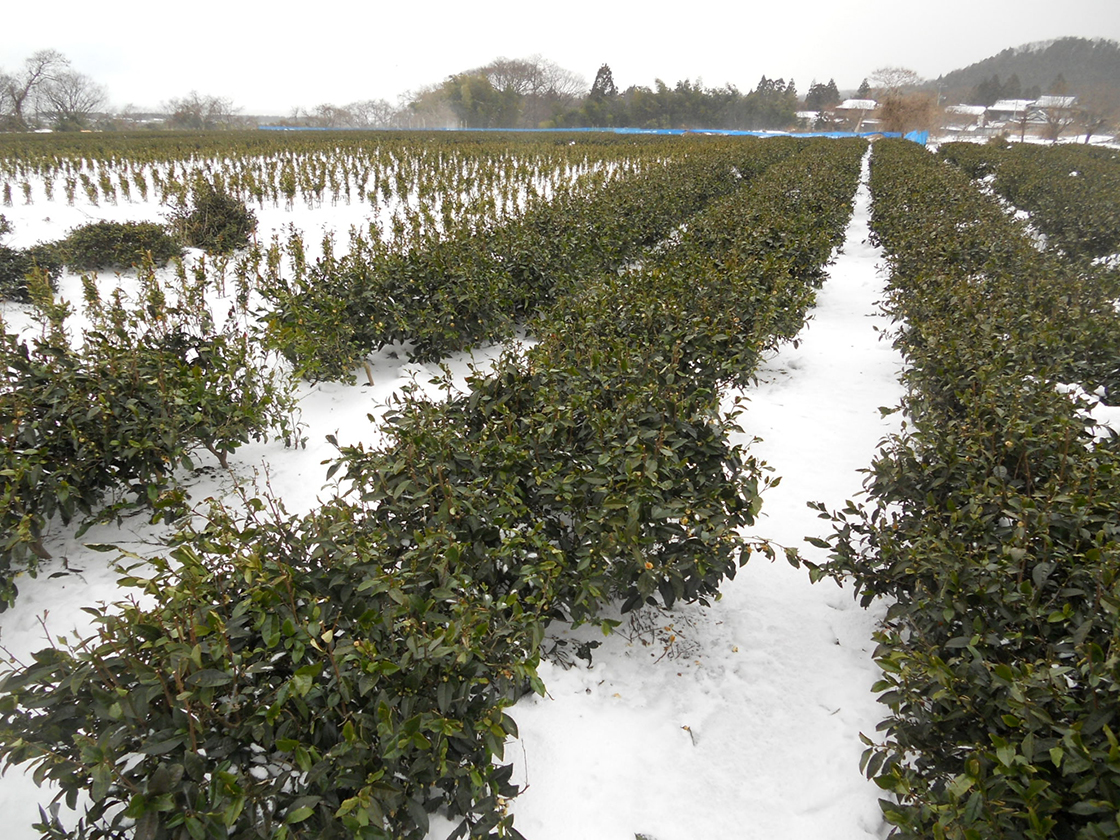 Murakamicha a legészakibb japán zöld tea