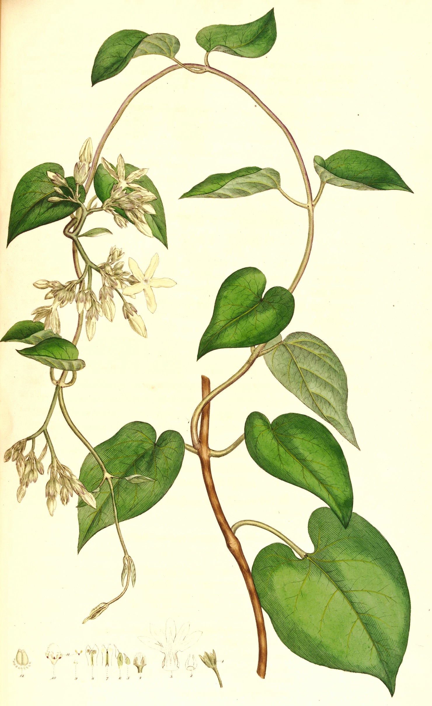 Tilia cordata