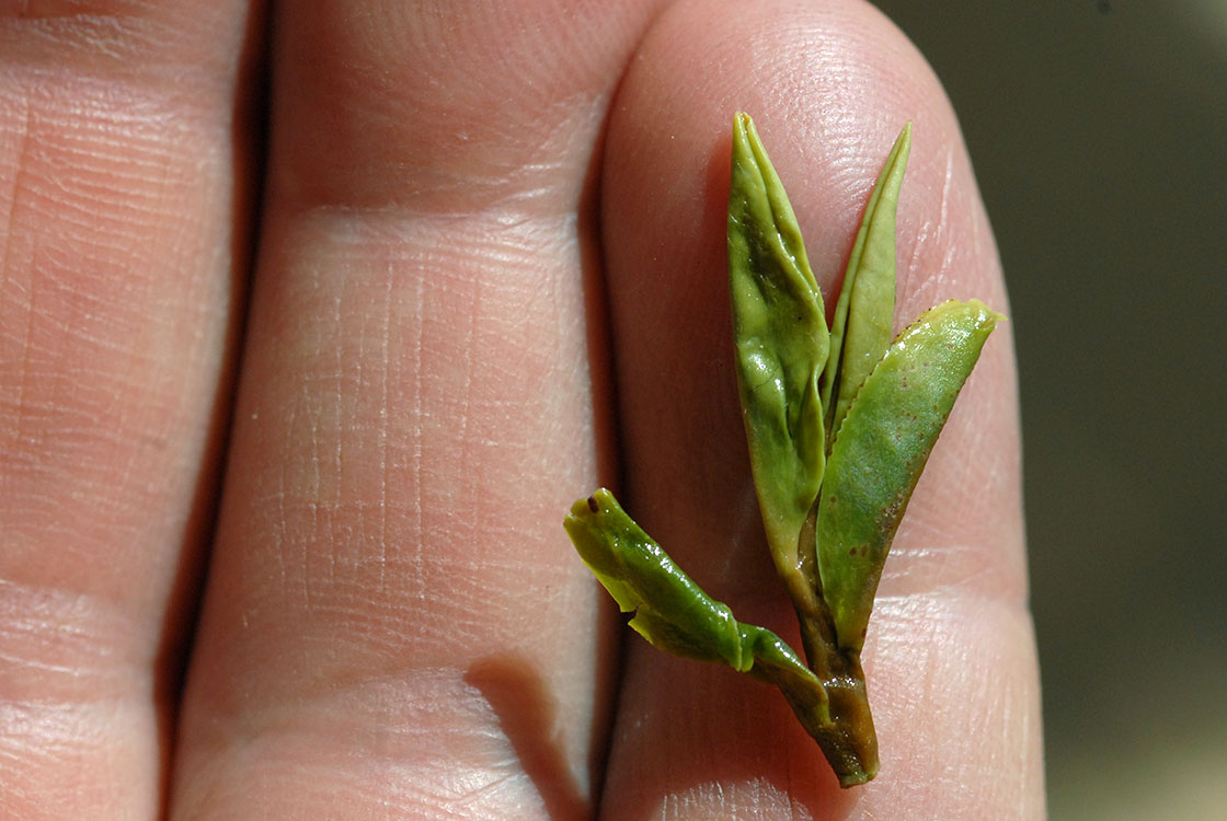 longjing dafo early spring premium chinese greentea