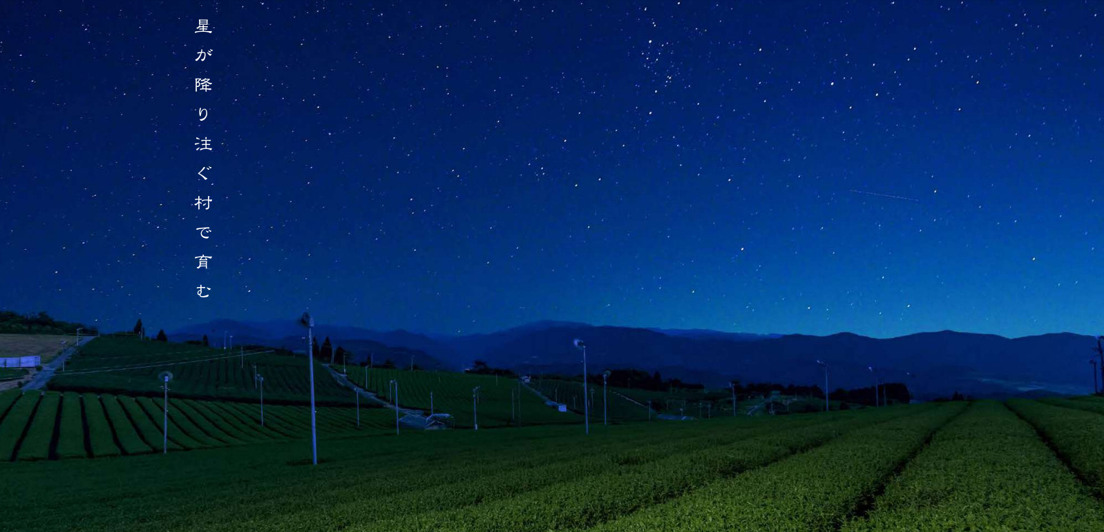 Hoshino matcha ikenoshiro, japán porrá őrölt zöld tea