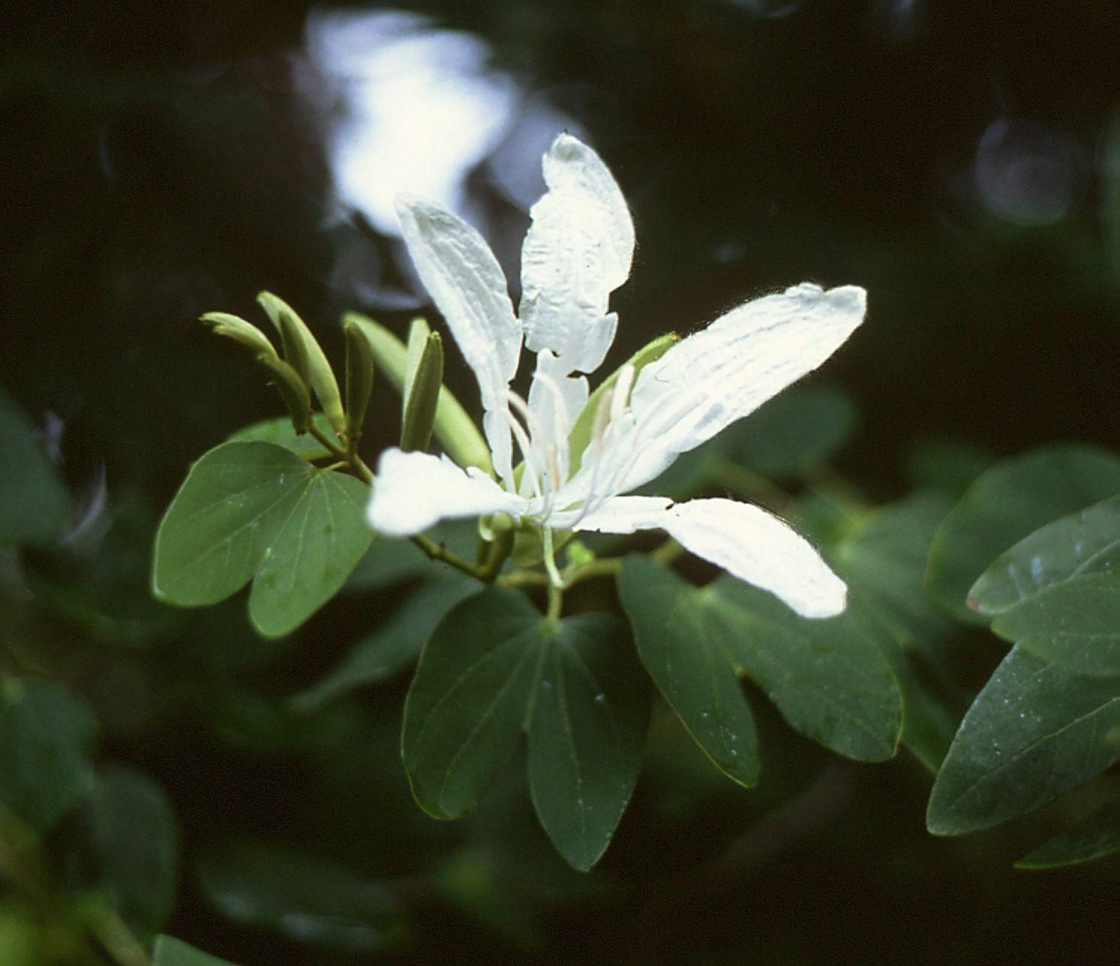 bAUHIMIA FORTIFICATA