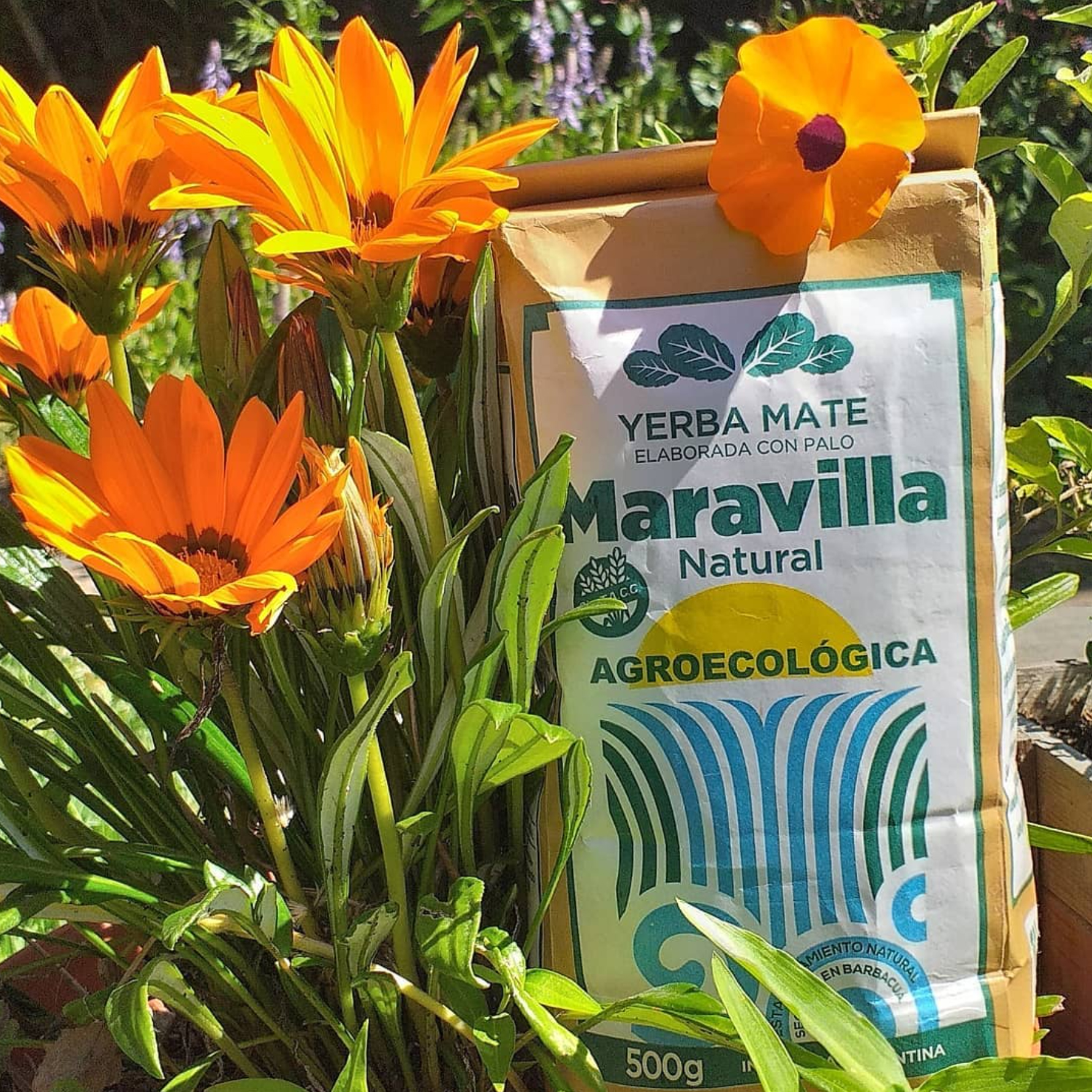 Maravilla yerba mate agroecologica