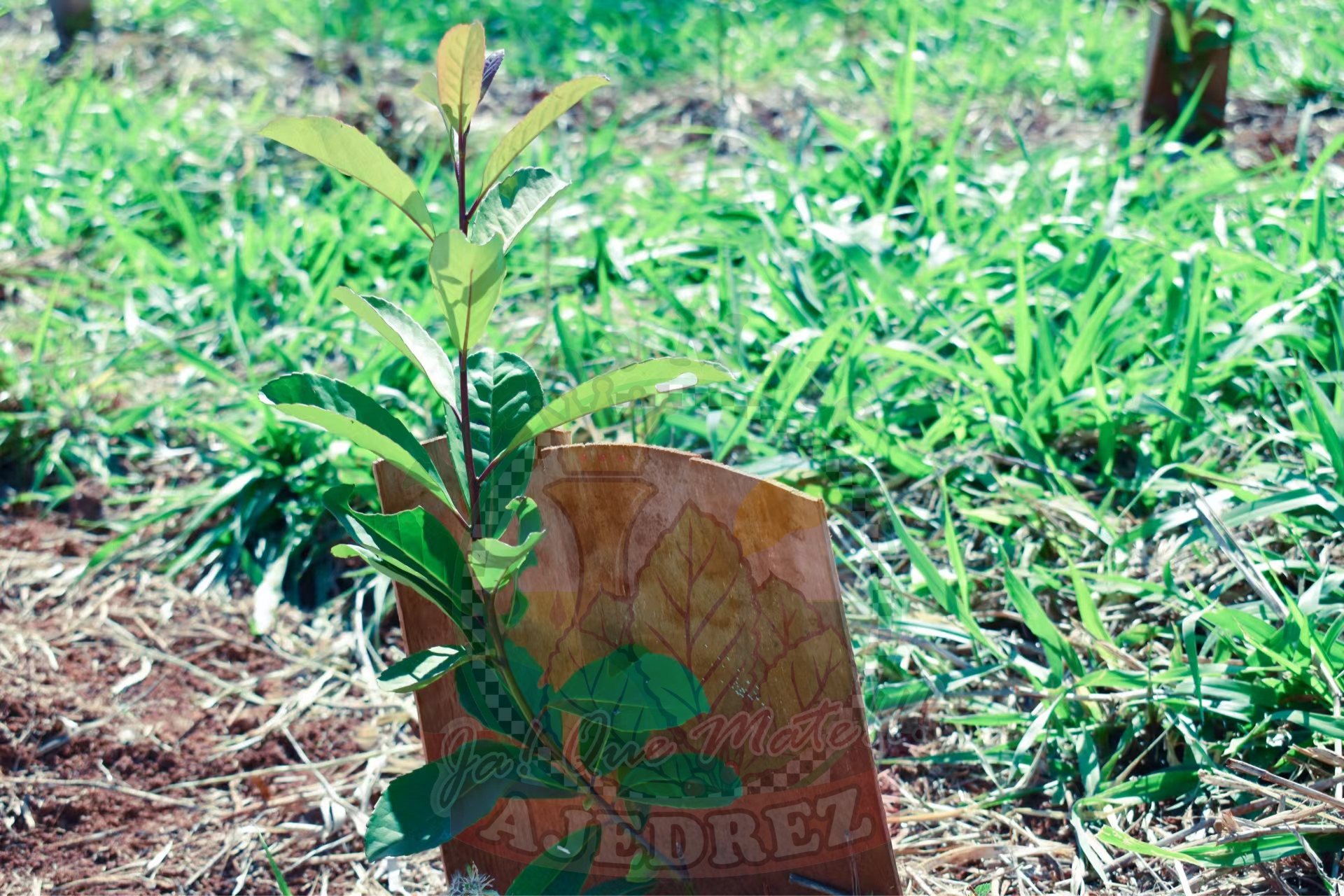 Yerba mate Ziran