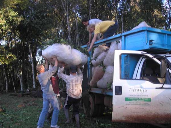 La Cooperativa Agrícola Río Paraná titraiyju yerba mate