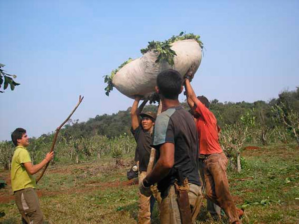 La Cooperativa Agrícola Río Paraná titraiyju yerba mate