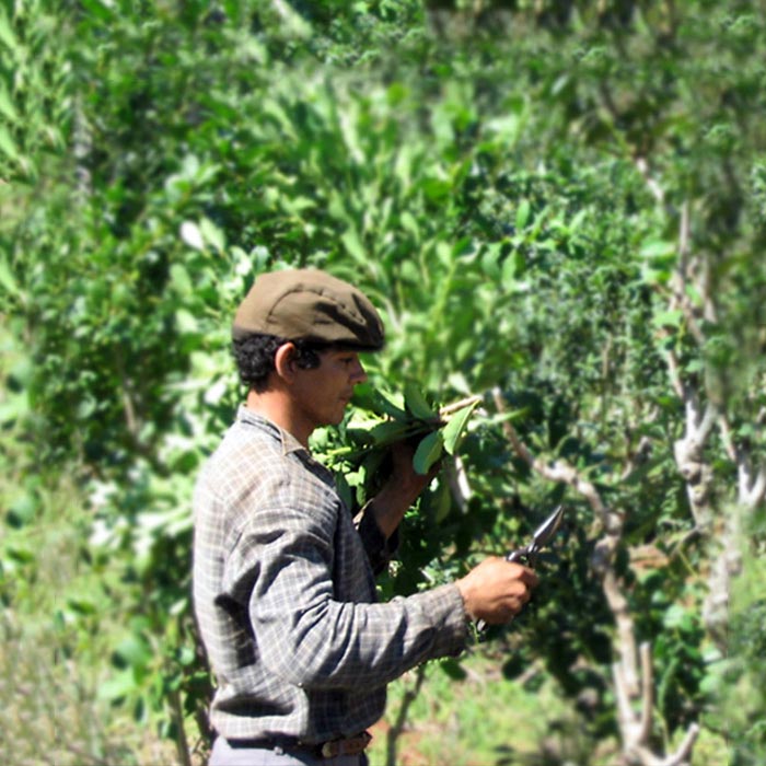 aguamate yerba mate tea