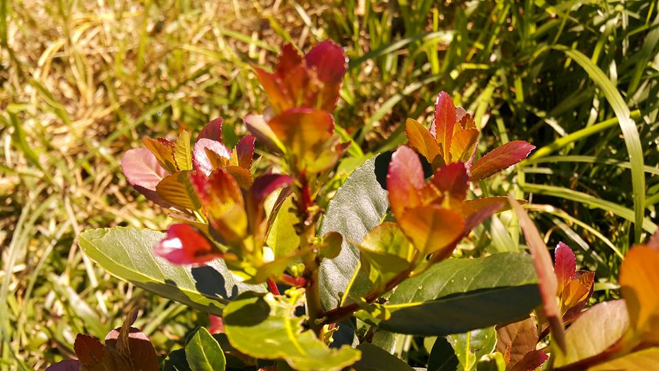 Anna Park yerba mate tea