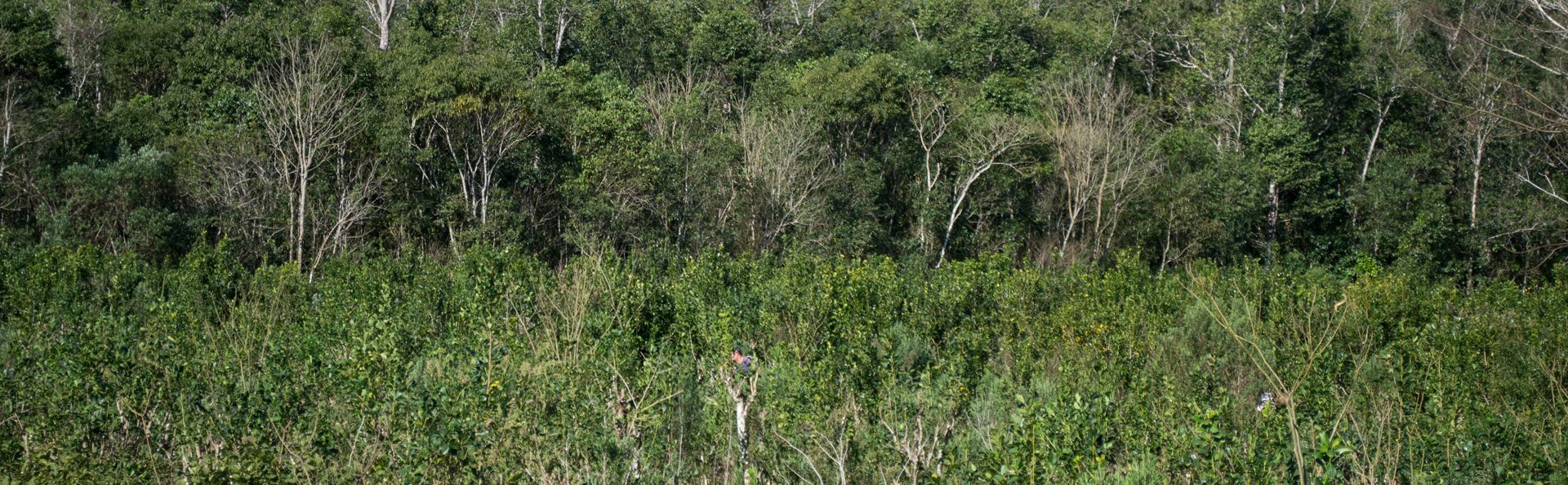 yerba mate arapegua