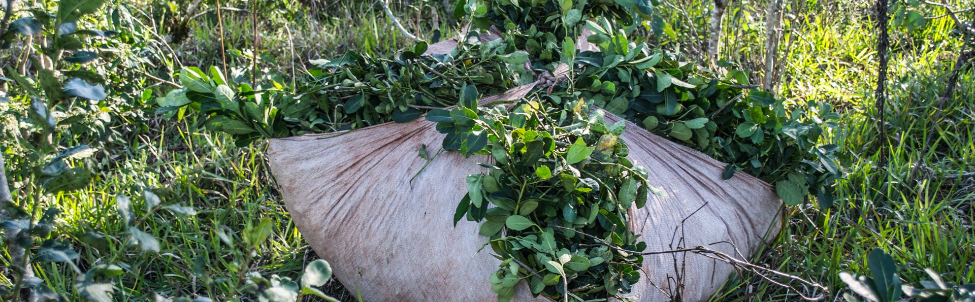 yerba mate arapegua