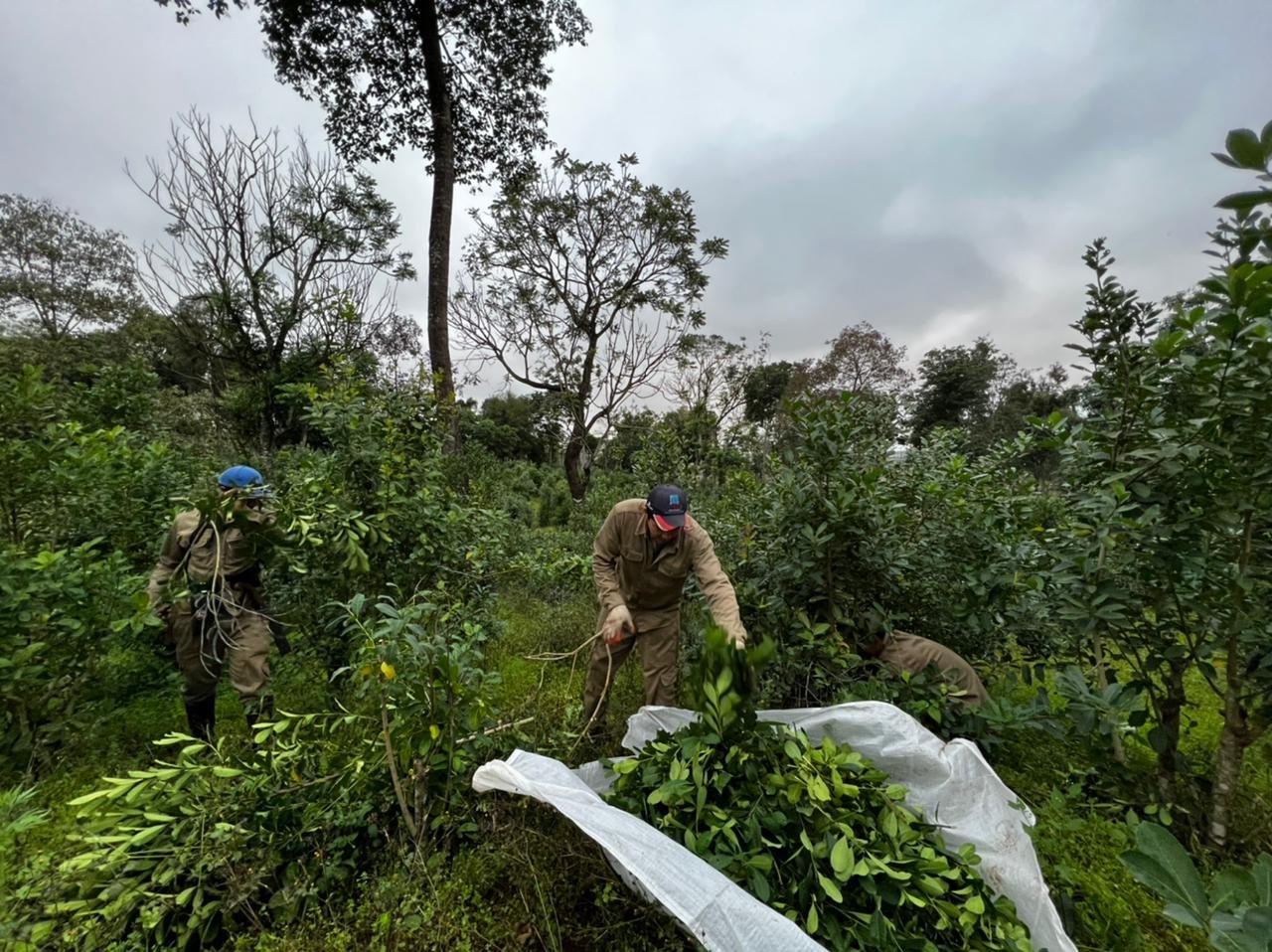 onoiru paraguayi yerba mate tea