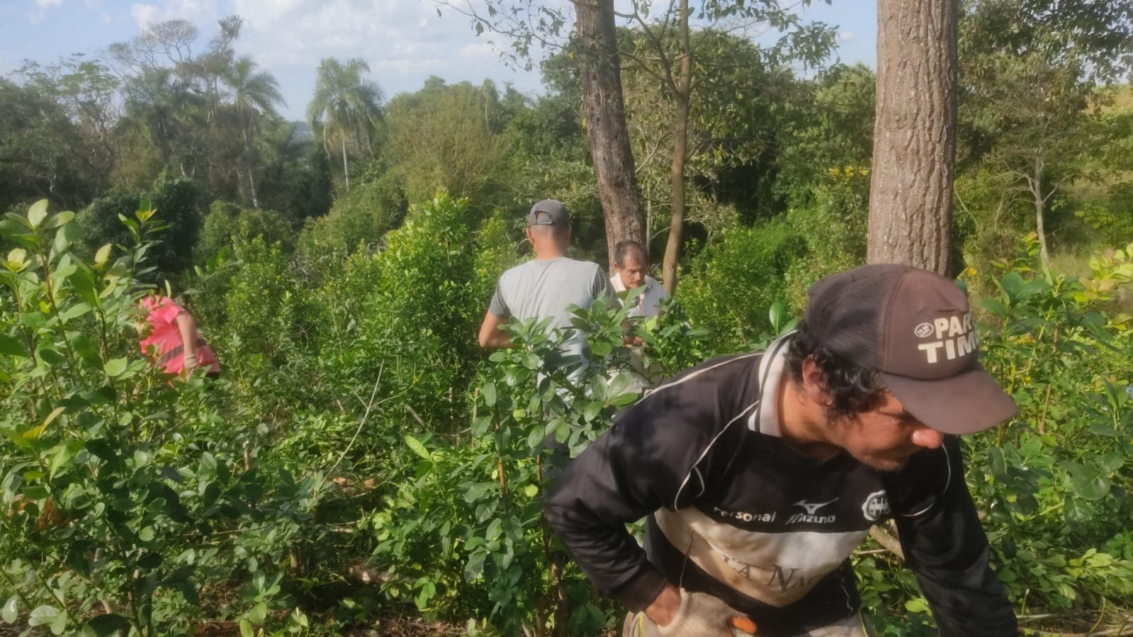 onoiru paraguayi yerba mate tea